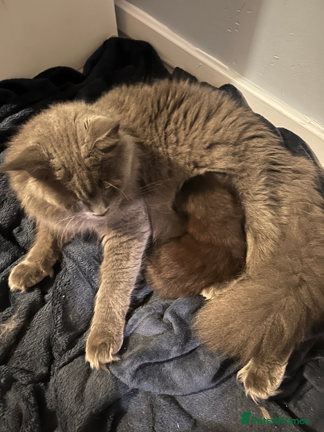 Maine Coon cats for sale: Active TICA GCCF Maine Coon Queen - Advert 4