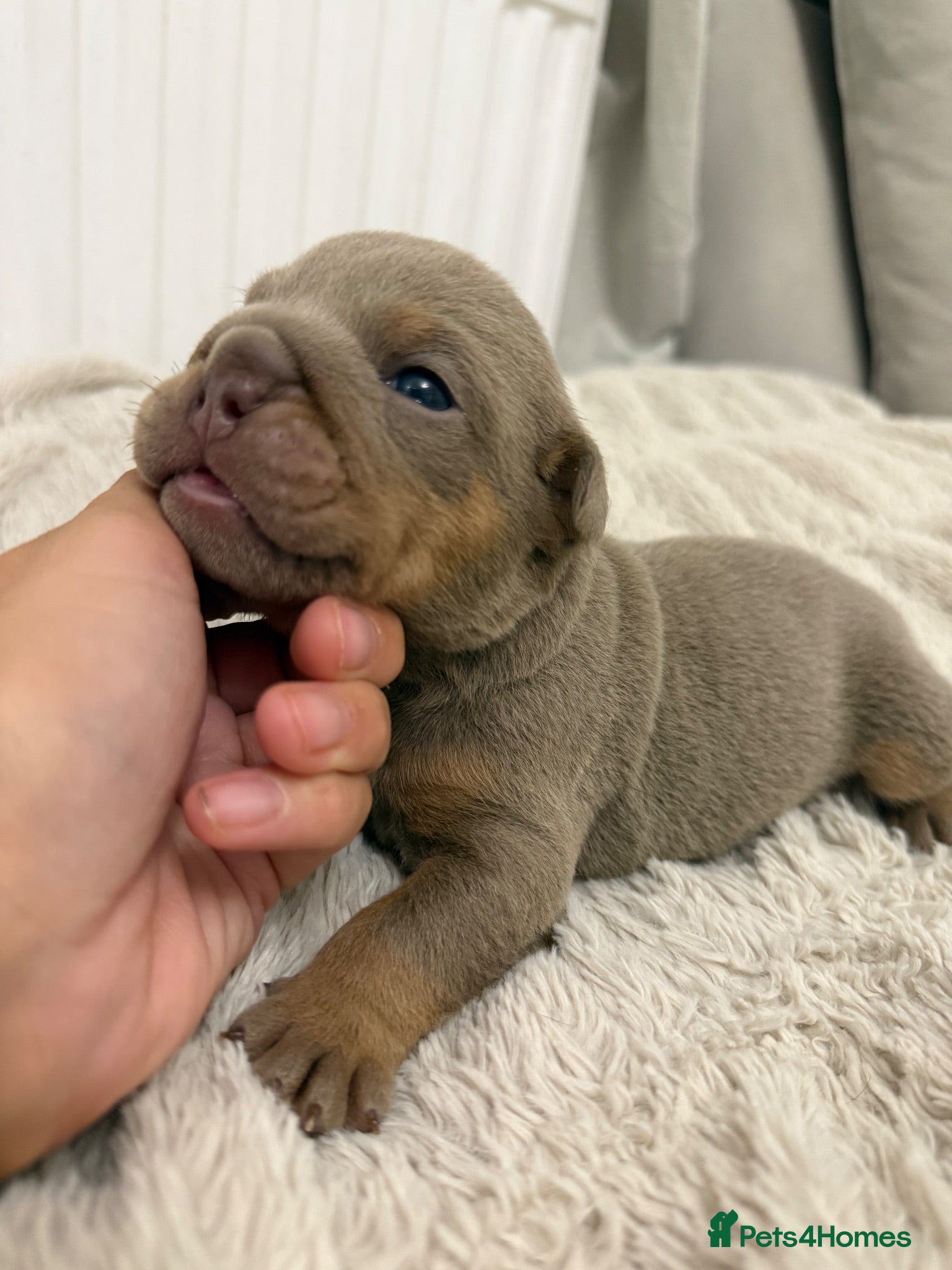 English Bulldog dogs 3 beautiful KC registered English Bulldogs - Advert 17