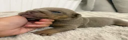 English Bulldog dogs for sale: 3 beautiful KC registered English Bulldogs - Advert 5