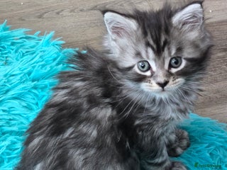 Maine Coon cats ✨✨ POLLY6666 MAIN COONS. IGC in History. TiCA - Advert 7