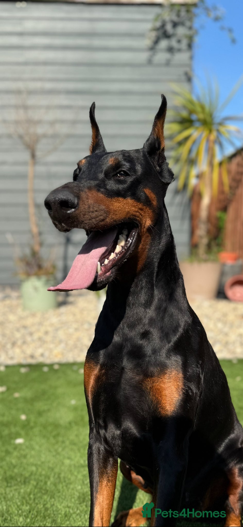 Dobermann dogs Thorough bred Doberman puppies available. - Advert 1