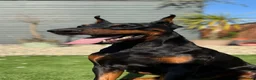 Dobermann dogs for sale: Thorough bred Doberman puppies available. - Advert 1