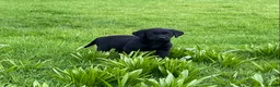 Labrador Retriever dogs for sale: Beautiful Well Bred KC Reg Labrador Puppies - Advert 15