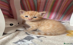 British Shorthair cats for sale: 5 kitties for sale  - Image 8