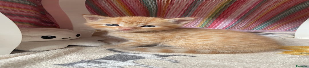 British Shorthair Kitten 1