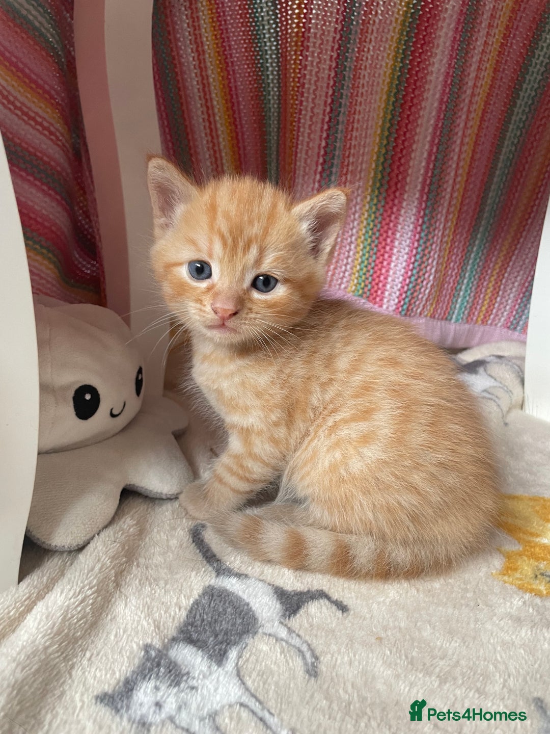 British Shorthair cats for sale: 5 kitties for sale  - Image 8