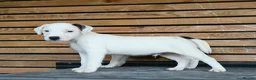 Parson Russell dogs for sale: Quality Parsons Russell Terrier Puppies - Advert 10