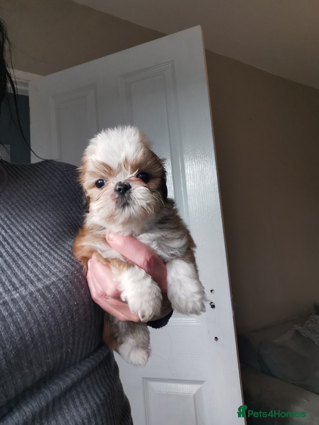 Shih Tzu dogs for sale: Adorable fluufy shihtzus  - Advert 9