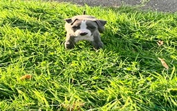 American Bully dogs for sale: American pocket bully  - Image 2