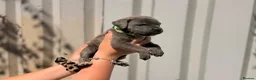 Cane Corso dogs for sale: Stunning cane corso 🐶 - Advert 24