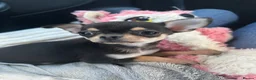Chihuahua dogs for sale: brown and tanned full bread chihuahua puppys - Advert 15