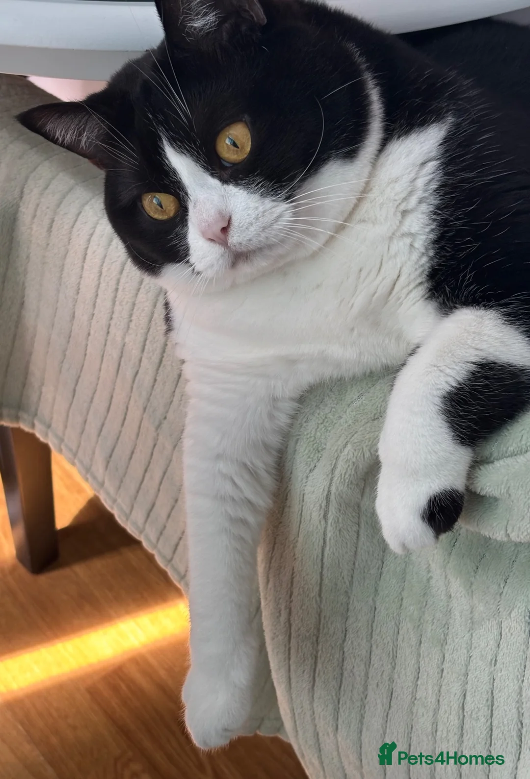 Mixed Breed cats for sale: Canela - Advert 2