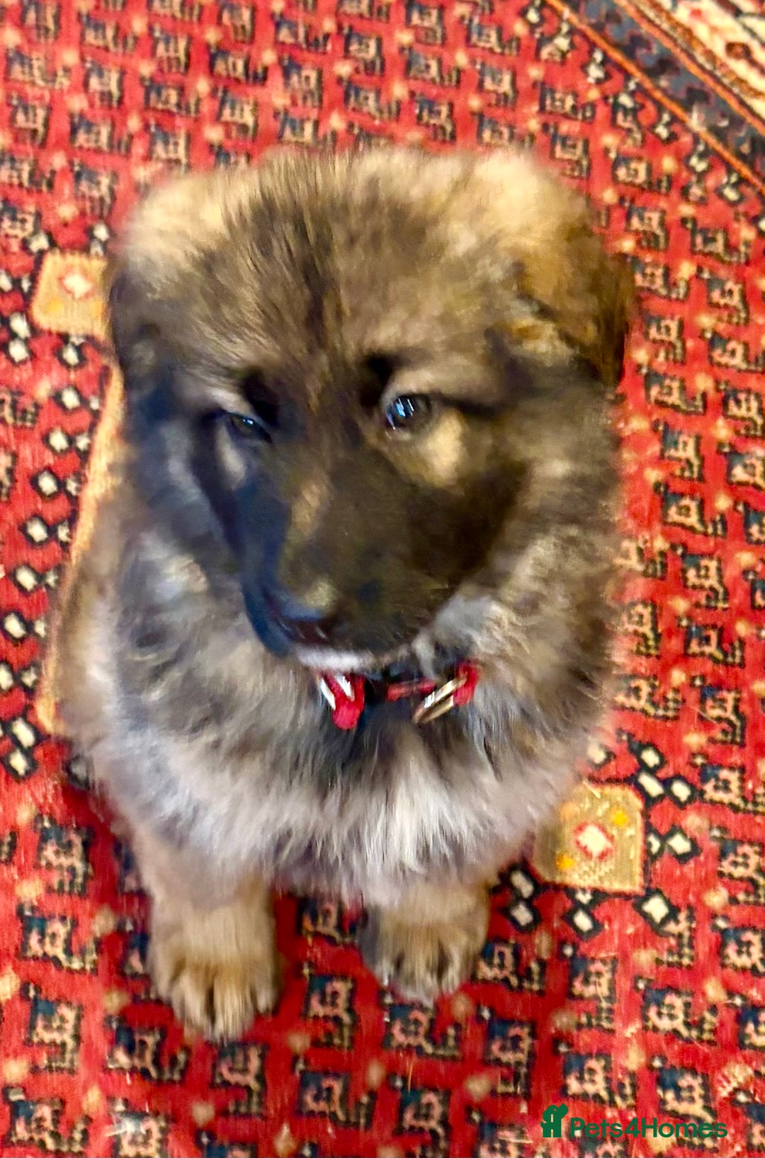 German Shepherd dogs for sale: German Shepherd Puppy - Advert 2