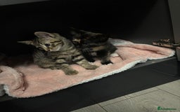Domestic Shorthair cats for sale: Healthy 12-Week-Old Kittens — (Wormed, Ready Now!) - Image 6