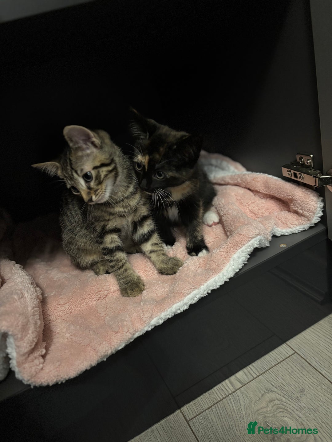 Domestic Shorthair cats for sale: Healthy 12-Week-Old Kittens — (Wormed, Ready Now!) - Image 6