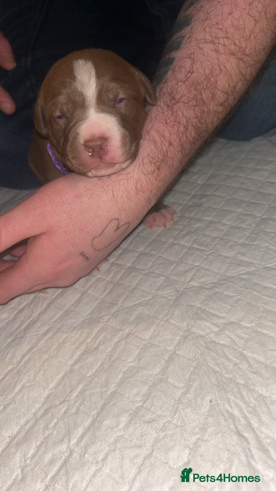 Staffordshire Bull Terrier dogs for sale: Staffy pups for sale  - Advert 7