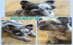 French Bulldog dogs for sale: ⭐️DWKC FLUFFY & FLUFFY CARRIER FRENCHIE PUPPIES ⭐️ in Driffield - Image 6