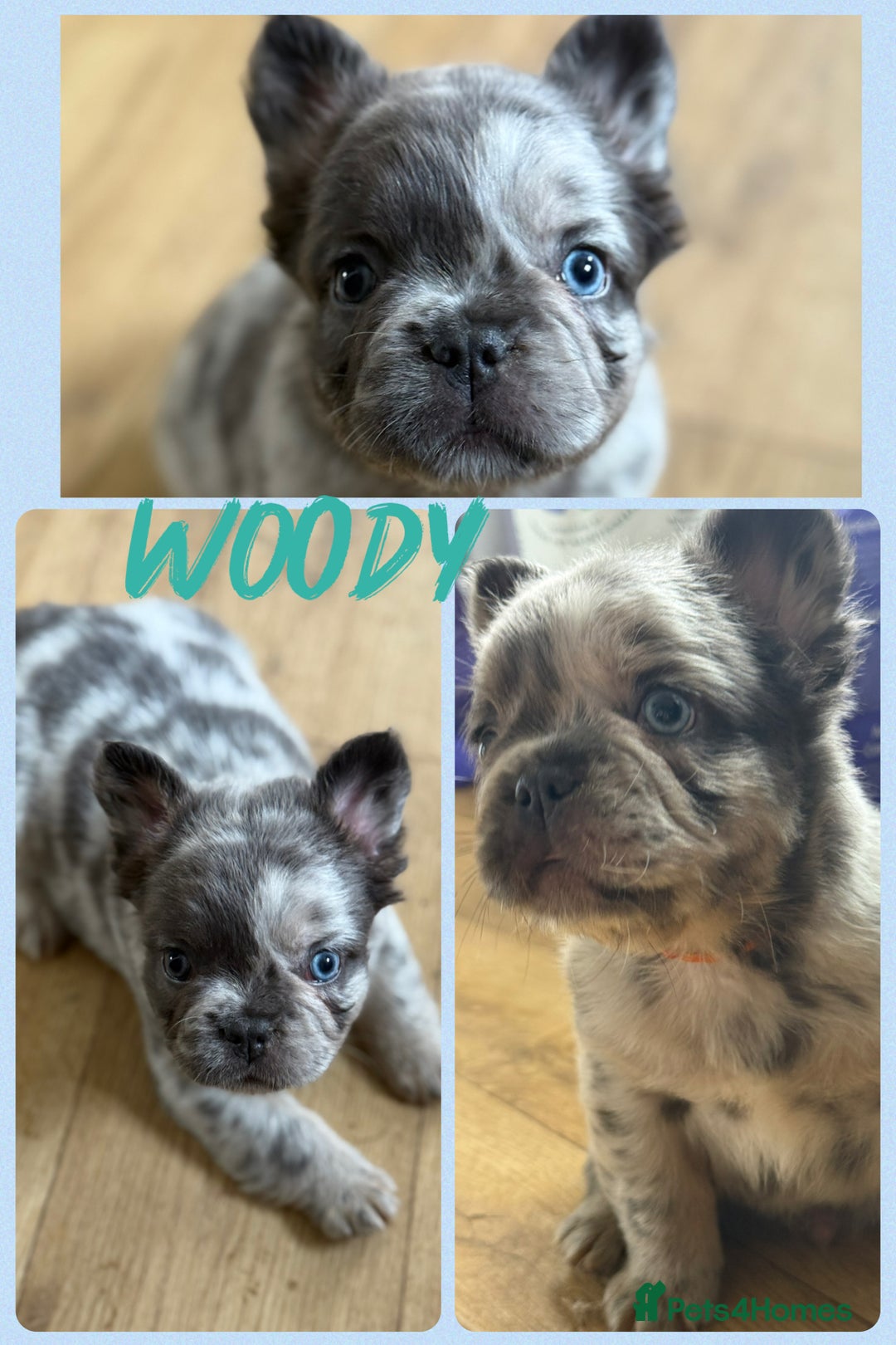 French Bulldog dogs for sale: ⭐️DWKC FLUFFY & FLUFFY CARRIER FRENCHIE PUPPIES ⭐️ in Driffield - Image 6
