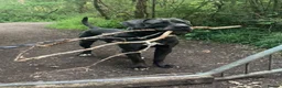 Cane Corso dogs for stud: Stunning cane corso male available for stud  - Advert 2