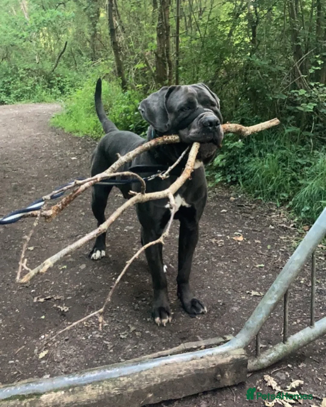 Cane Corso dogs for stud: Stunning cane corso male available for stud  - Advert 2