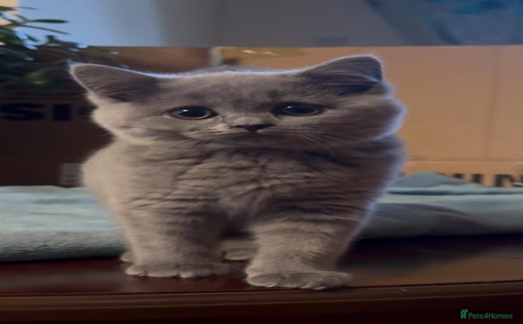 British Shorthair cats British Shorthair/Scottish Fold - ONLY 1 GREY LEFT - Advert 2