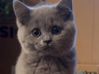 British Shorthair cats British Shorthair/Scottish Fold - ONLY 1 GREY LEFT - Advert 9