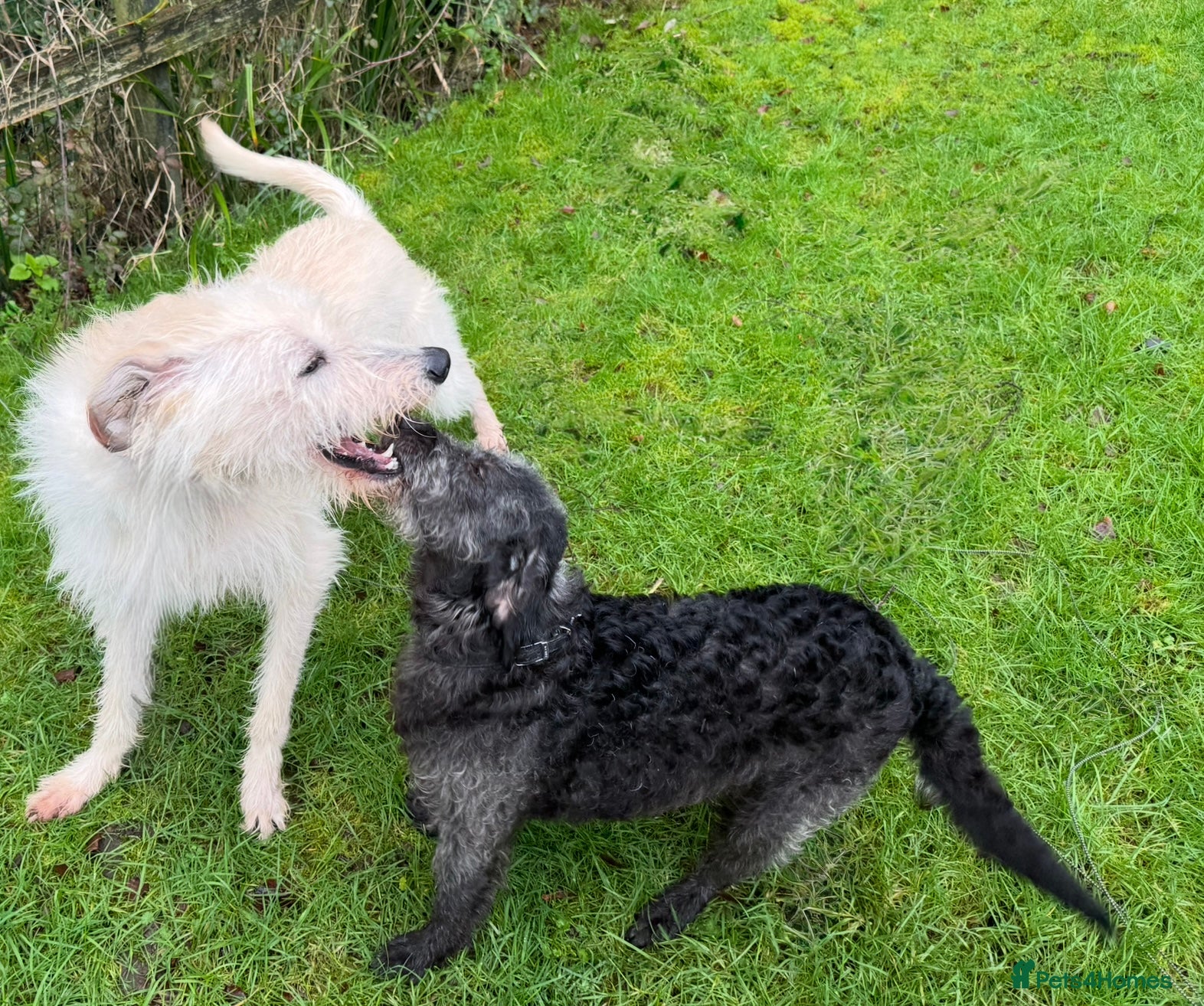 Bedlington Terrier dogs Bedlington Terrier - Advert 1