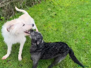 Bedlington Terrier dogs Bedlington Terrier - Advert 1