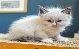 Ragdoll cats for sale: Stunning Rainbow of Ragdoll Kittens - Image 30