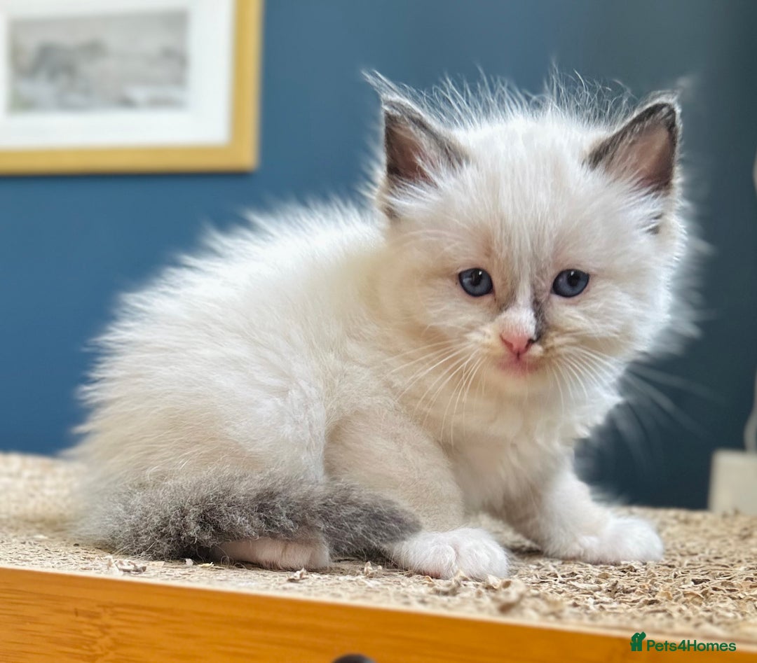 Ragdoll cats for sale: Stunning Rainbow of Ragdoll Kittens - Image 30