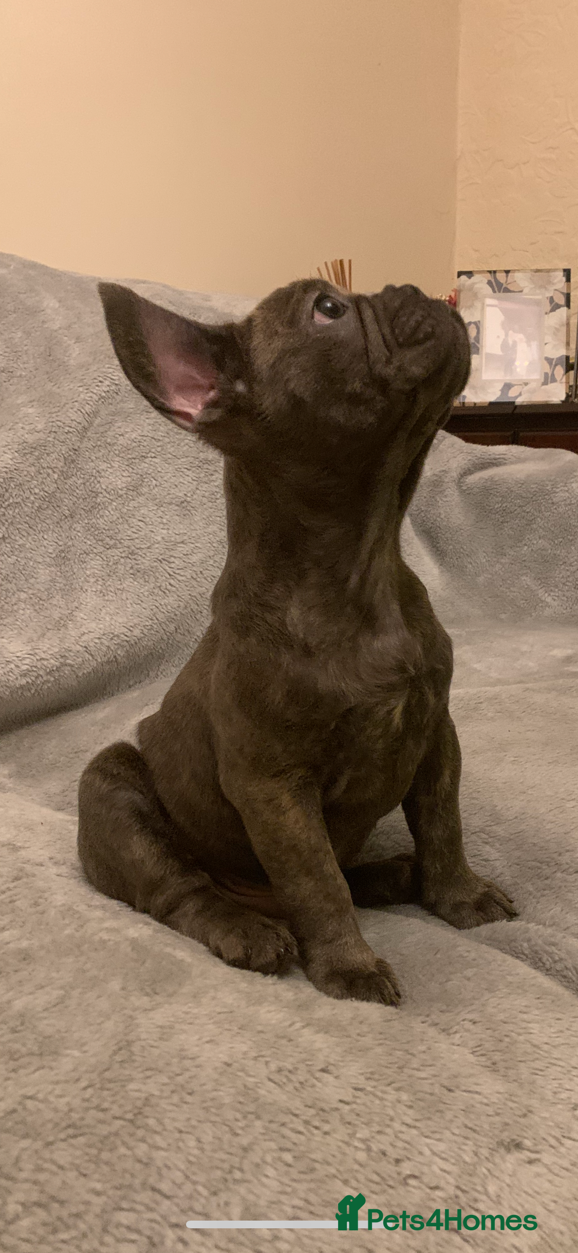 French Bulldog dogs for sale: QUALITY KC FRENCH BULLDOG PUPPIES  - Advert 2