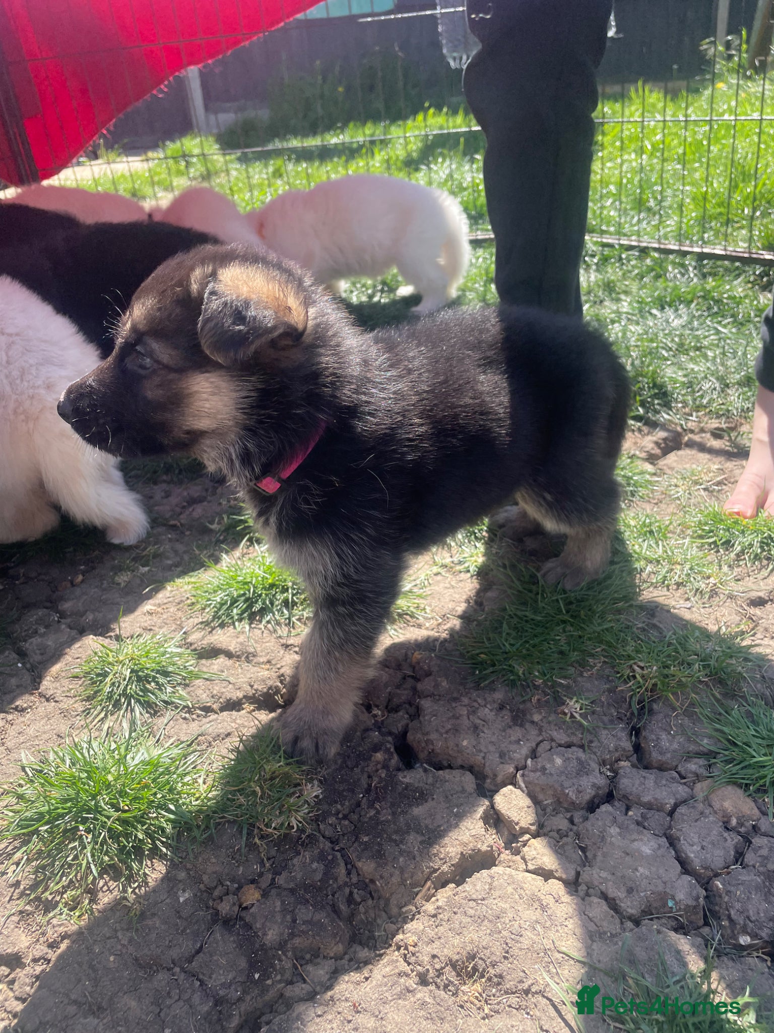 German Shepherd dogs German Shepherd Puppies - Advert 6