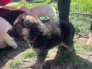 German Shepherd dogs German Shepherd Puppies - Advert 5