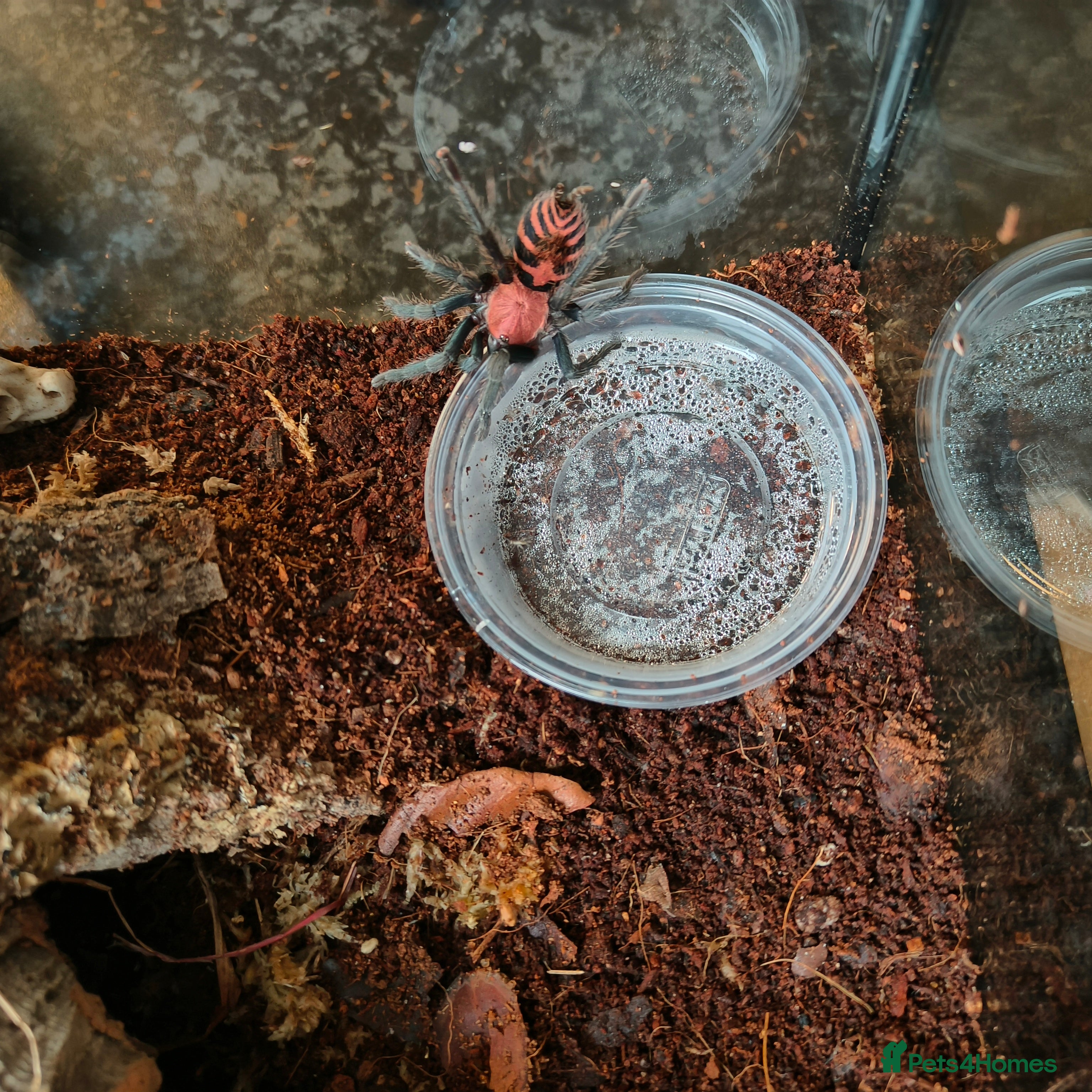 Tarantulas invertebrates Davus pentaloris in Birmingham - Advert 9