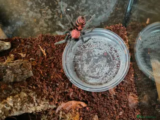 Tarantulas invertebrates Davus pentaloris in Birmingham - Advert 13