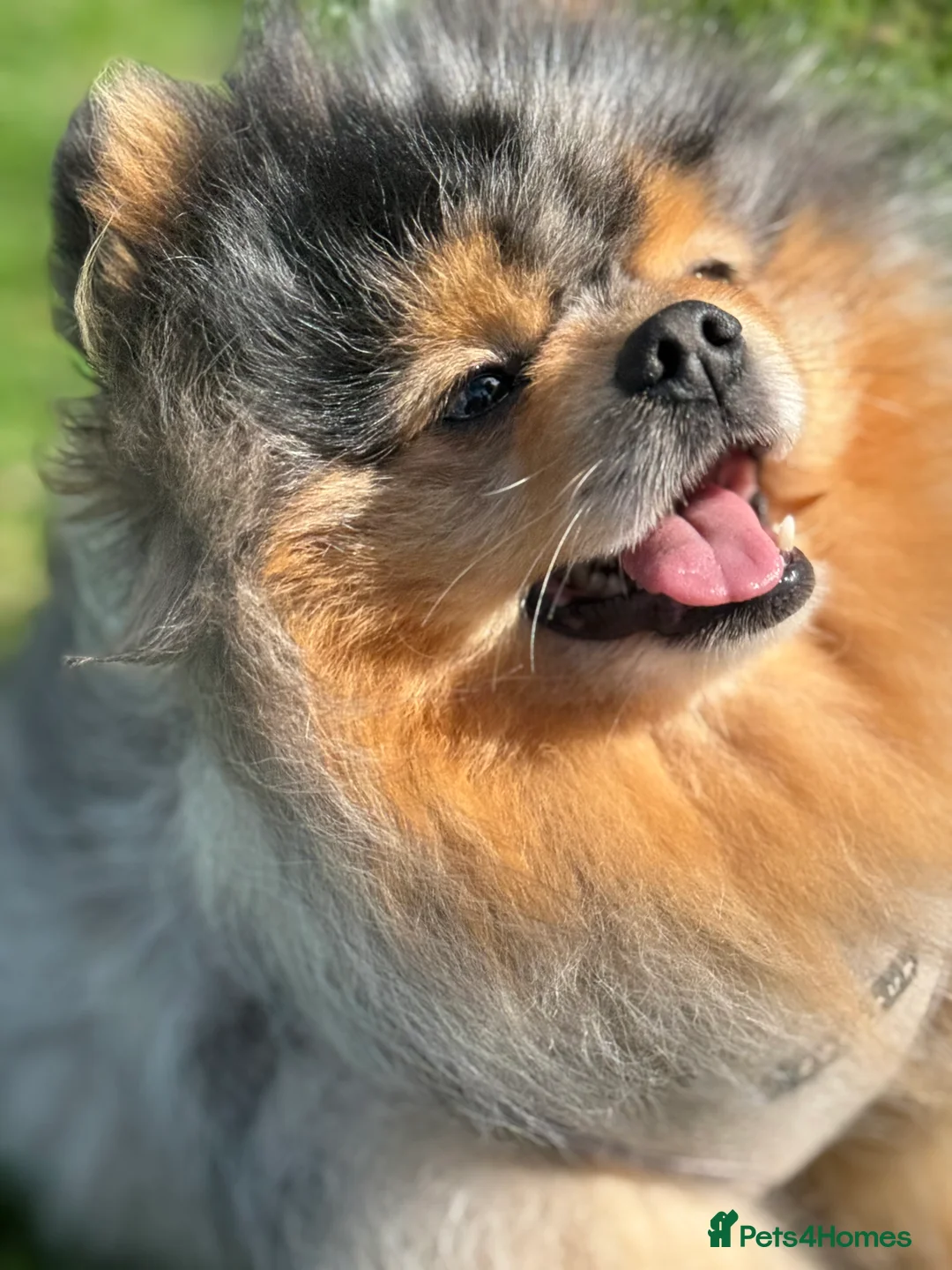 Pomeranian dogs for stud: Pomeranian for stud  in Nottingham - Advert 2