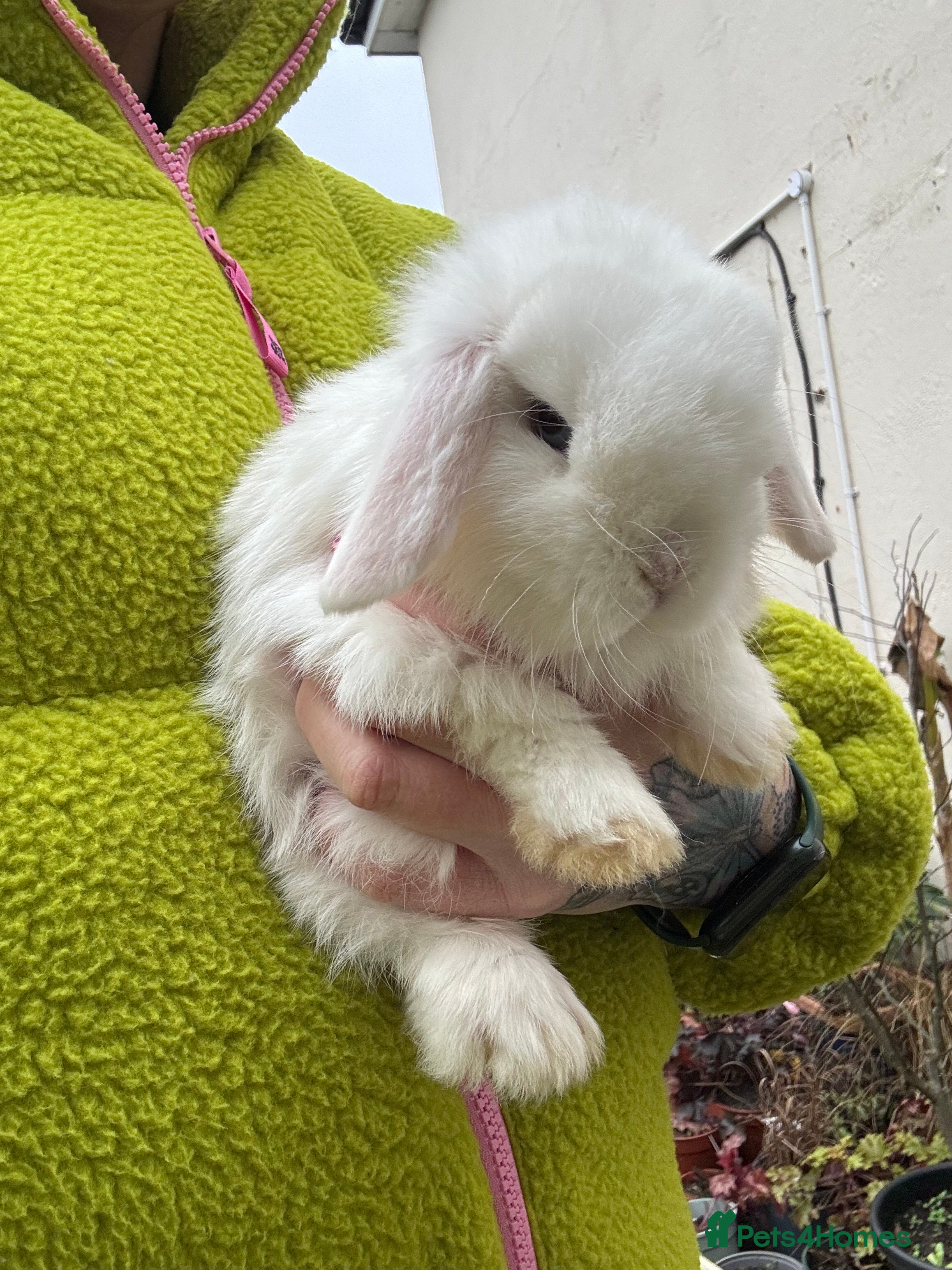 Mini Lop rabbits One lovely mini lop baby boy - Advert 3