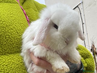 Mini Lop rabbits One lovely mini lop baby boy - Advert 3