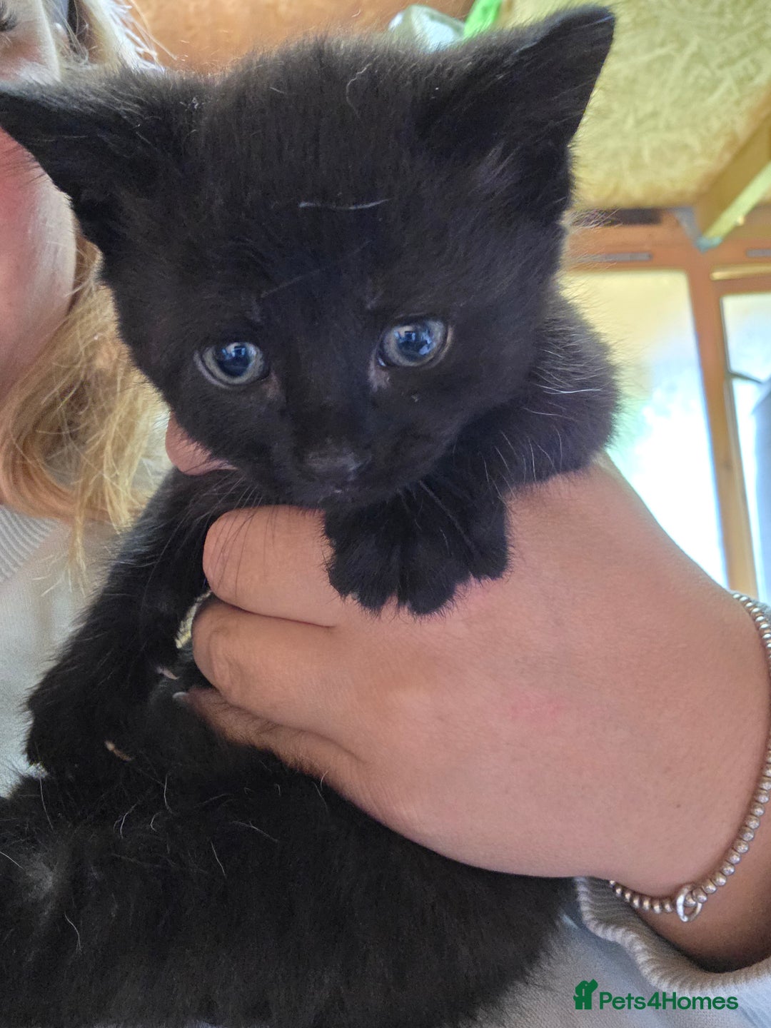 British Longhair cats for sale: 2 kittens ready to go  - Image 12