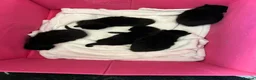 Mixed Breed cats for sale: Black floofy kittens, ready to go 🥰 - Advert 2