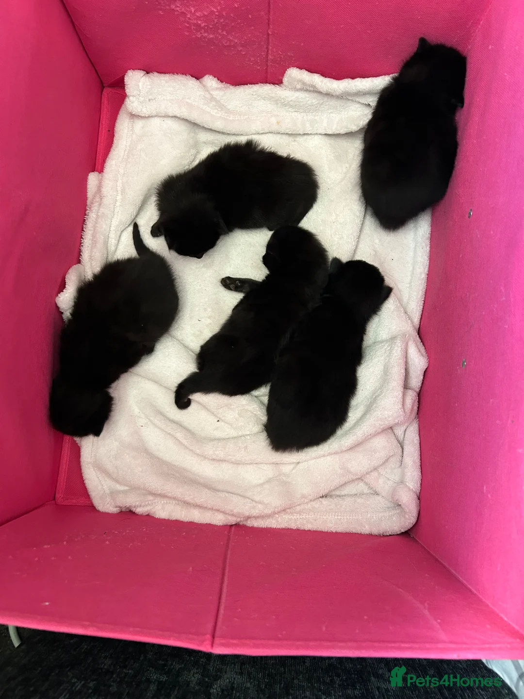Mixed Breed cats for sale: Black floofy kittens, ready to go 🥰 - Advert 2
