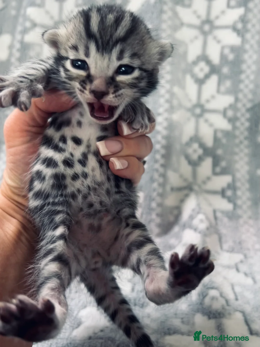 Bengal cats for sale: Top Pedigree Bengal Kittens - Advert 2