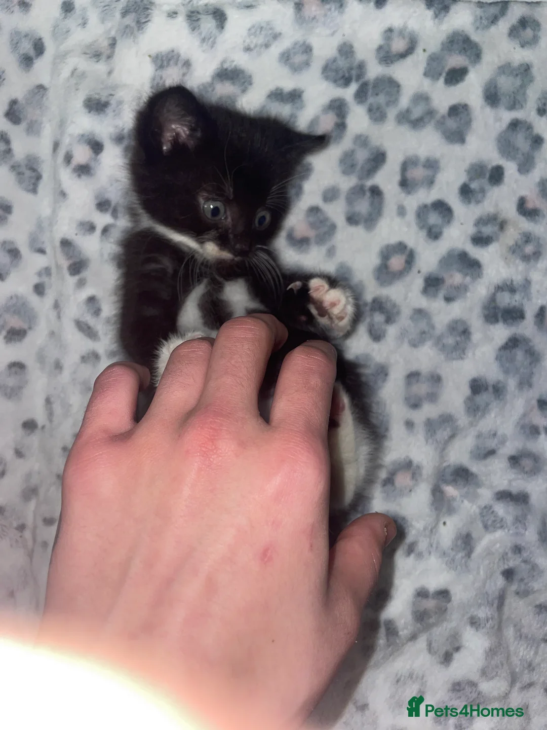 Mixed Breed cats for sale: ready to leave now! black and white kittens - Advert 13