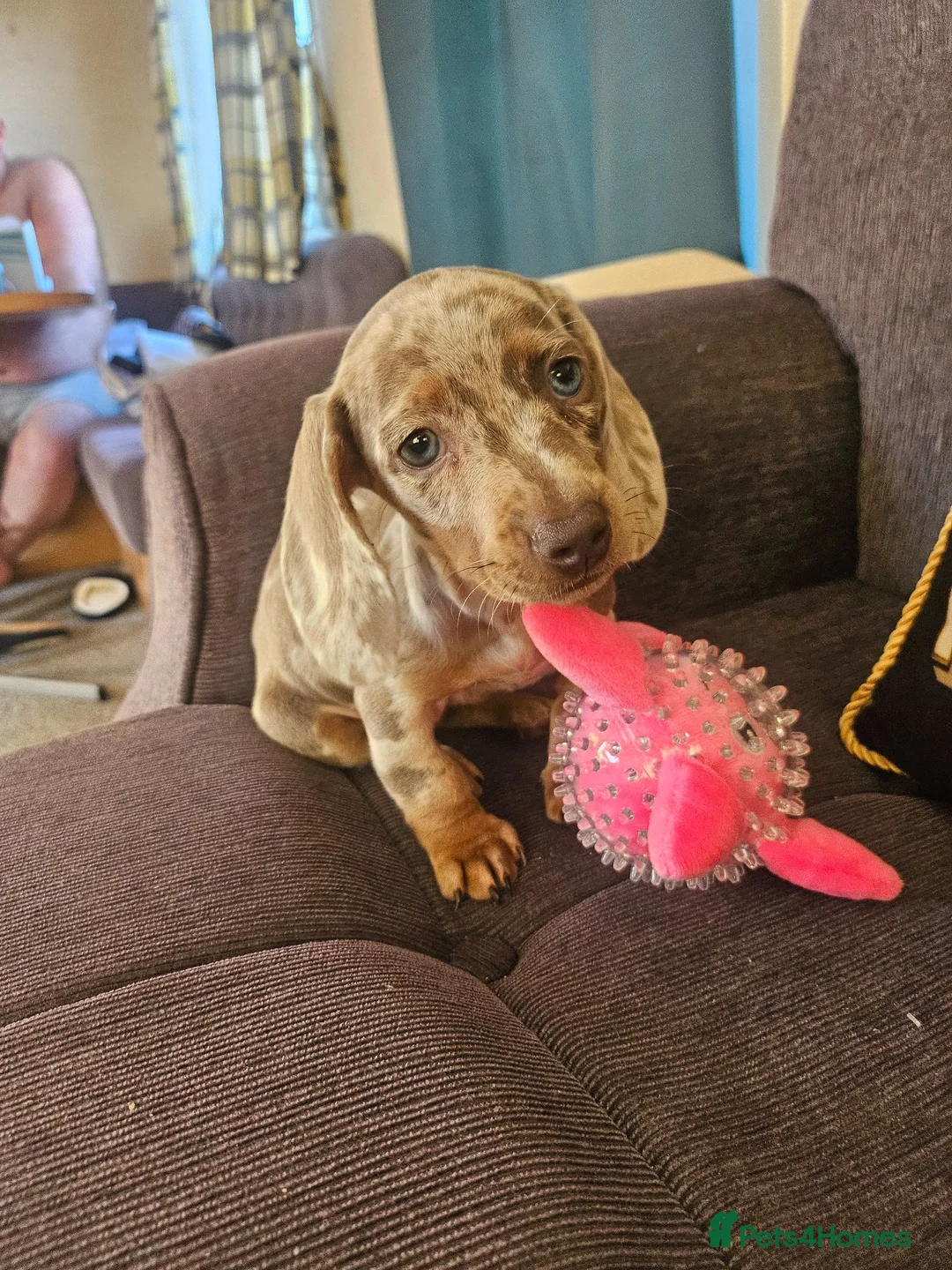 Miniature Dachshund dogs for sale: Female dashund in Skegness - Advert 2