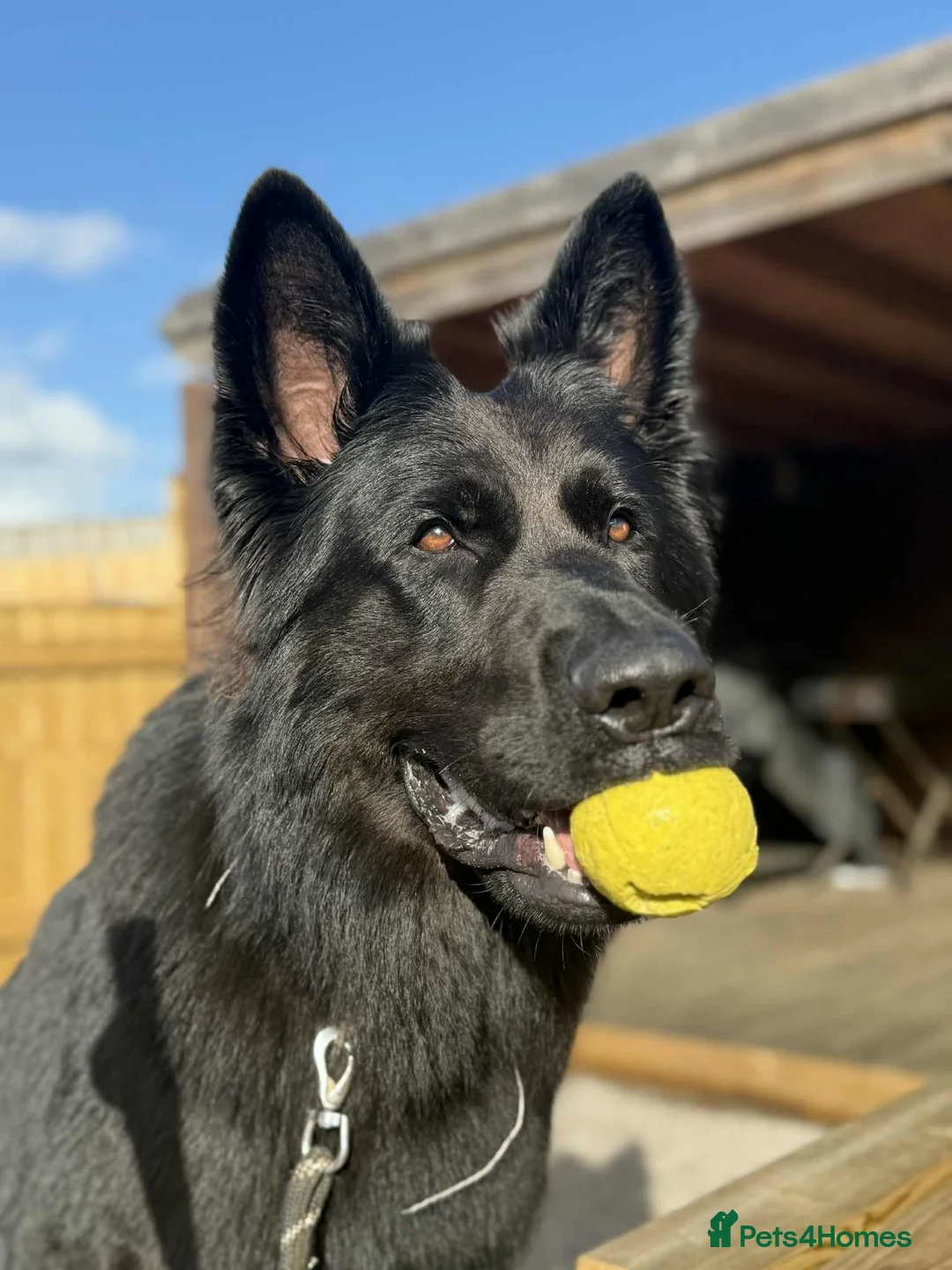 German Shepherd dogs for sale: Rehoming German shephard in Exeter - Advert 1