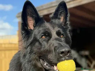 German Shepherd dogs Rehoming German shephard - Advert 1