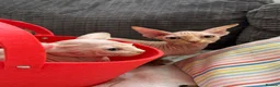 Sphynx cats for sale: Canadian Sphynx kittens READY NOW - Advert 9