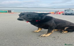 German Shepherd dogs for sale: 🐾 Trained German Shepherd “Cuba”Loving Family Dog - Image 3