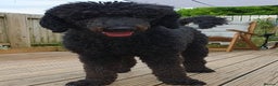 Standard Poodle dogs for stud: Stunning Black Standard Poodle for stud  in Girvan - Advert 4