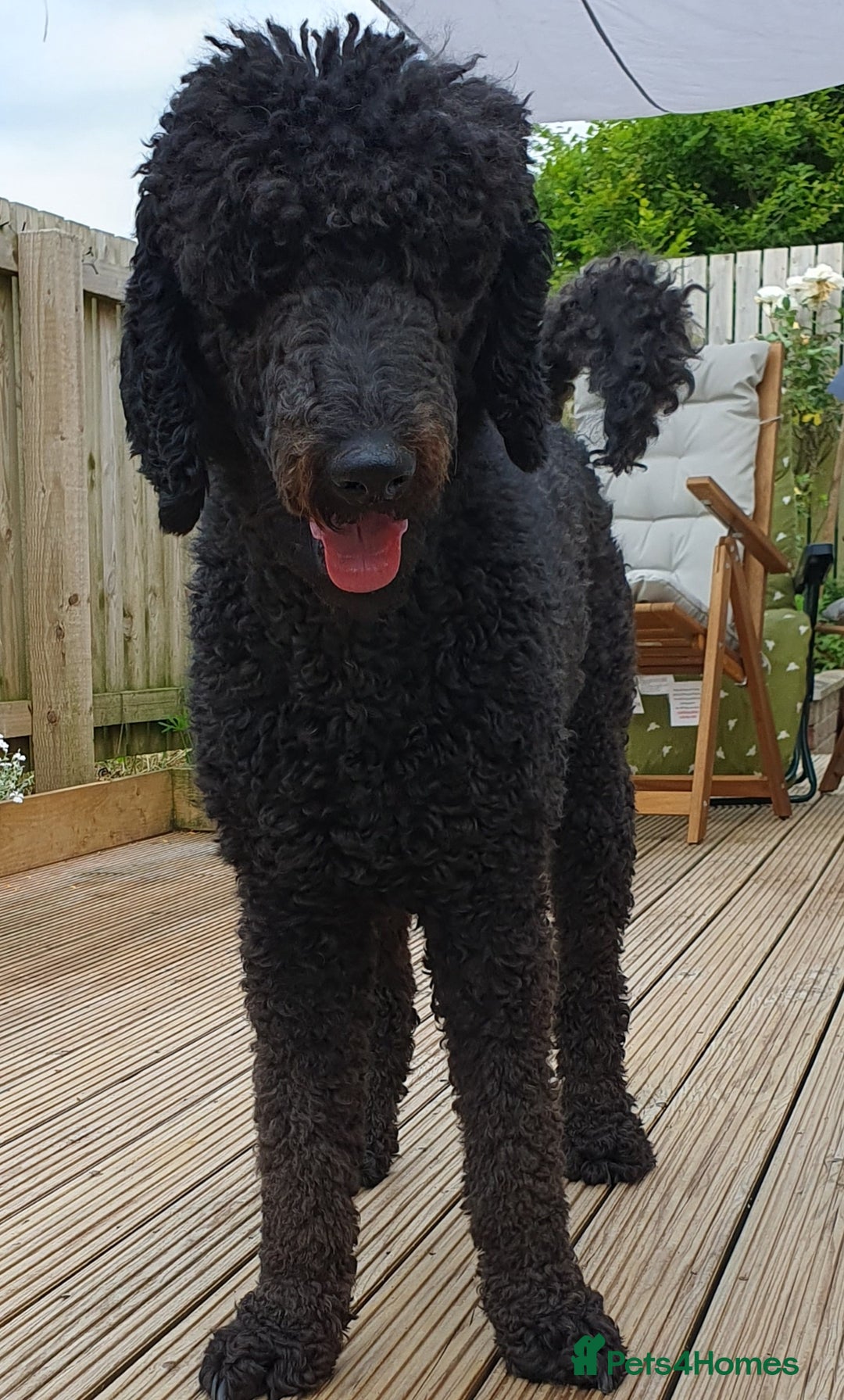 Standard Poodle dogs for stud: Stunning Black Standard Poodle for stud  in Girvan - Advert 4